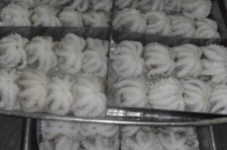 إحباط محاولة تهريب كميات كبيرة من الأخطبوط وسط "كاط كاط" ببوجدور.