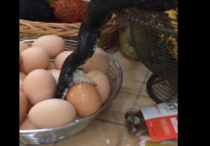 تخصيص 140حقيبة مصل مضاد للذغات الأفاعي ولسعات العقارب لجهة سوس ماسة..