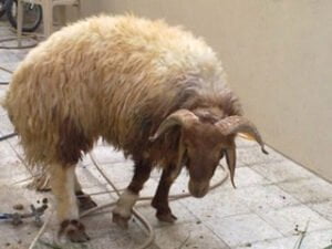 ” نشطاء فايسبوكيون يتلاعبون بـ”شراء الأضحية ” استغلالا لـ”فقراء العيد