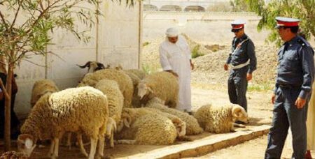 ساكنة بتغازوت تستفيق على وقع سرقة قطيع أكباش قبل عيد الأضحى.