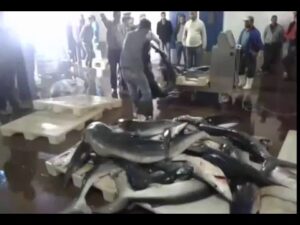 (+فيديو)درك ماسة يحجز شاحنة محملة بثلاثة أطنان من الأخطبوط المهرب ومطالب بتشديد المراقبة 4 18740