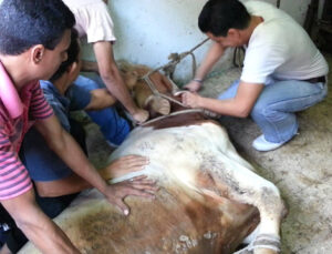 هكذا سرق شاب 3 عجول و3 مليون من “الذهب” من منزل والده 3 2012 ojoul 807255482