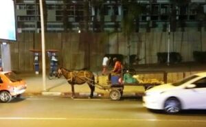 +صور: البغال و الكرارس بقلب مدينة أكادير السياحية وسط استغراب الرواد و السياح. 8 a 155