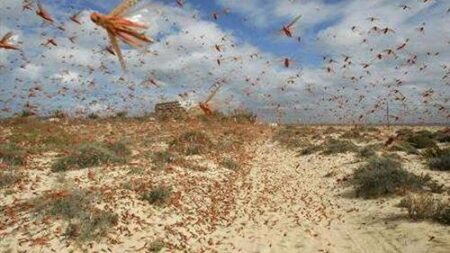 أسراب الجراد تتربص بالمغرب و"الفاو" تحذر من اجتياح وشيك