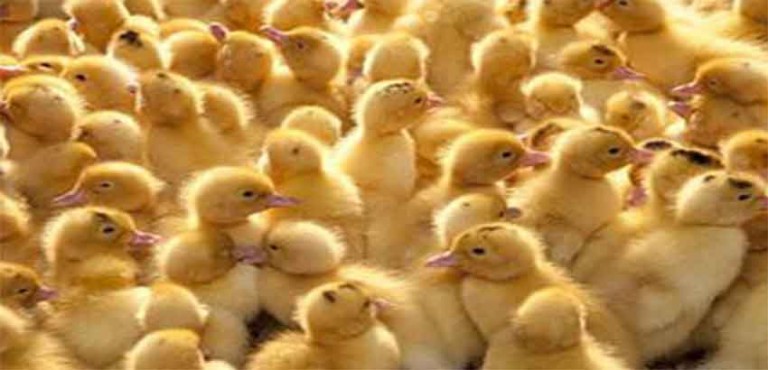 الحكومة تسمح باستيراد 15 مليون كتكوت لخفض أسعار الدجاج 1 الحكومة تسمح
