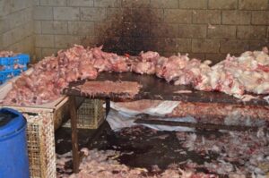 خطير:آلاف المغاربة استهلكوا بقايا دجاج فاسد بعد فرمه