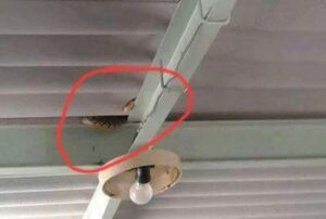 صورة “ثعبان” يتجول في سقف قسم تجتاح الفايسبوك