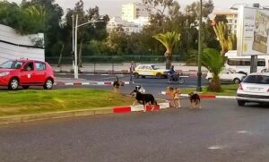 “الكلاب الضالة” تتقاسم مع ساكنة اكادير و السياح ساحات وشوارع مدينة +صور