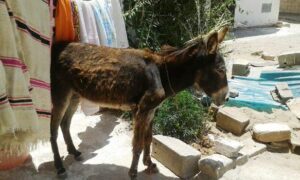 (+صور):ساكنة أكبر حي بأكادير تطالب بوضع حد لإهمال طال أكثر الأحياء تهميشا، وهذه معاناة القاطنين البئيسة: