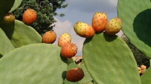 صبار أيت باعمران مهدد لهذا السبب: