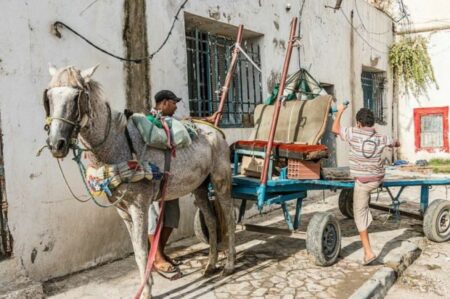 اشتوكة : عربة مجرورة بحصان تتسبب في فاجـ.ـعة ممــ.ــيتة ببيوكرى