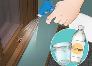 لن تدخل الحشرات منزلك بعد وضع هذه المادة