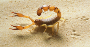 + فيديو : من لا يخاف العقارب؟ قليل من الماء كفيل بالحل