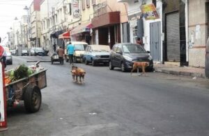 انزكان.(+صور): الكلاب الضالة تجوب شارع مسكينة، ومطالب بالتدخل العاجل لوضع حد لها