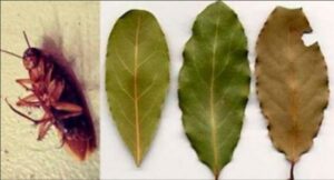 للقضاء على “سراق الزيت”،ضعوا أوراقا من هذه النبتة،و سترون النتيجة المدهلة: