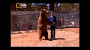 مأساة: دب هوليوود الذي قتل مدربه