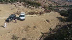 +صور:استنفار بأكادير بعد مواجهات قوية بين مواطنين ورعاة الإبل، والتهديد بالسلاح قد يفجر الوضع.