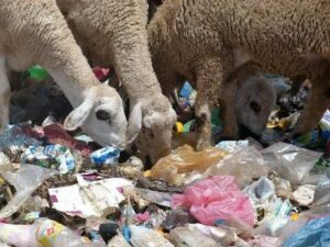 +صور:تدهور الوضع البيئي بأيت ملول محور تقرير ميداني لجمعية إيكولوجي