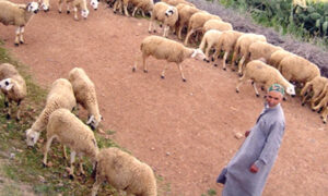 مشروع لتنمية المراعي بتزنيت يؤجج غضب مواطنين، ومطالب بالتدخل العاجل للإنصاف