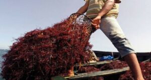 درب الشلح يهتز على وقع جريمة قتل قاصر لشقيقه بسبب الطحالب البحرية