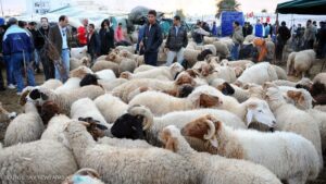 +قرار البلدية : أربع ساحات بأكادير لعرض أضاحي عيد الاضحى المبارك