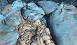 وحدات التجميد بالداخلة تواصل اشتغالها رغم استنفاذ الجهة لحصتها من الأخطبوط.