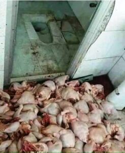 +صور مقززة: دجاج وسط مرحاض بمطعم بأكادير يثير سيلا من التعليقات، ومطالب بفتح تحقيق