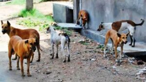 الكلاب الضالة تواصل غزوها لأحياء أكادير وسط صمت المسؤولين و استياء المواطنين.