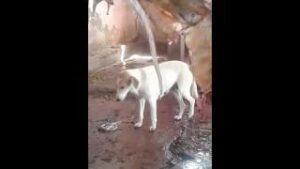 +فيديو صادم:مشاهد مقززة من مكان مخصص للذبح بإقليم تارودانت