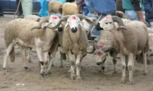 وزارة أخنوش تؤكد أن متوسط سعر الأضحية قد يصل 2300 درهم