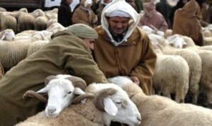 شيخ بأكادير يتعرض للنصب في قطيع ماشيته بطريقة غريبة وإليكم التفاصيل