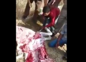 (+فيديو)هكذا أجبرت الشرطة جزارا على الأكل من لحم حمار بعد القبض عليه وهو يذبحه