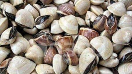 وزارة الفلاحة تمنع صيد "بوزروك" بأكادير بسبب مواد سامة