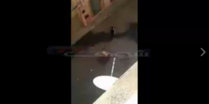 (+فيديو)خروف نقز من السطح صباح العيد !