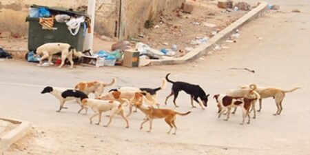 الكلاب الضالة تهدد أطفال المدارس بأيت ملول