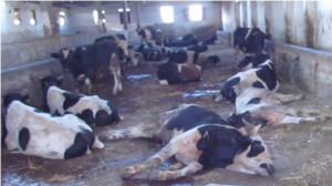 نفوق عدد من الأبقار بضيعة فلاحية يثير مخاوف مربي المواشي و يستنفر المصالح البيطرية