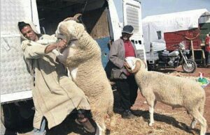 عاجل ورسميا:وزير الوظيفة العمومية يكشف عن عدد أيام عطلة عيد الأضحى المبارك