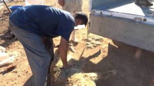 توقيف نصاب انتحل صفة “بولسيي” باستخدام الأصفاد للنصب على بائعي أضاحي العيد
