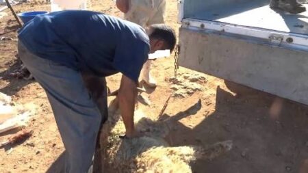 توقيف نصاب انتحل صفة "بولسيي" باستخدام الأصفاد للنصب على بائعي أضاحي العيد
