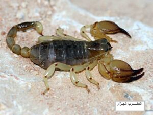 عاجل..عقرب سام يرسل خمسينية الى مستعجلات الحسن الثاني في حالة حرجة