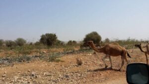 بالصور:كارثة بيئية خطيرة، أو عندما تتحول الدراركة إلى مزبلة أكادير