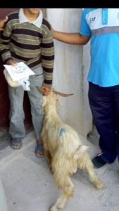 هكذا ساهمت جمعية بالدراركـة في مشروع أضاحي العيد لفائدة 16 أسرة فقيرة