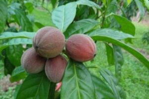 ثمار تقتل السرطان في 5 دقائق !