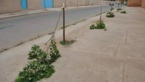 جريمة بيئية تسفر عن تخريب عدد من الأشجار بتزنيت في ظروف غامضة