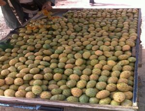 وفاة شاب ضواحي سيدي افني بسبب صندوق “الهْنْدية”