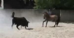 مواجهة شرسة بين حصان وثور هائج