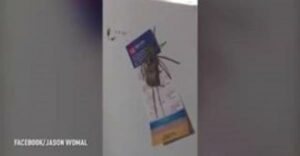 لقطات غريبة لعنكبوت ضخم يأكل فأرا