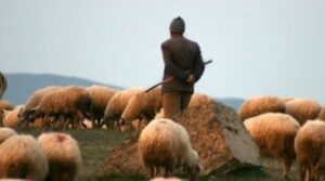 تفاصيل صادمة تكشف عنها قضية الفتاة القاصر المغتصبة من قبل راعي غنم