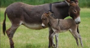 الصين تسعى لشراء كل “حمير” العالم ودول إفريقية توقف التصدير