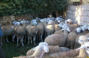 عصابة “الفراقشية” تسطو على 100 نعجة بطريقة مثيرة وتسبب لمالكها أزمة صحية خطيرة